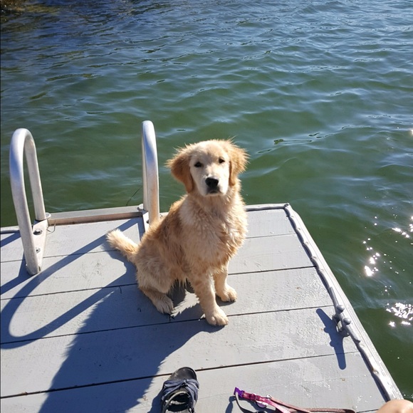 Meet your Posher, Amanda - Picture 1 of 1